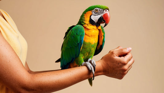 🐦 Bird Training & Behavior: How to build trust and train your pet bird gently