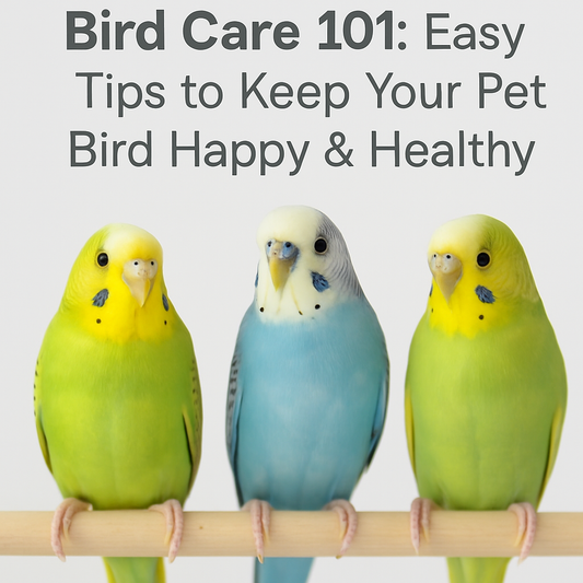Bird care 101